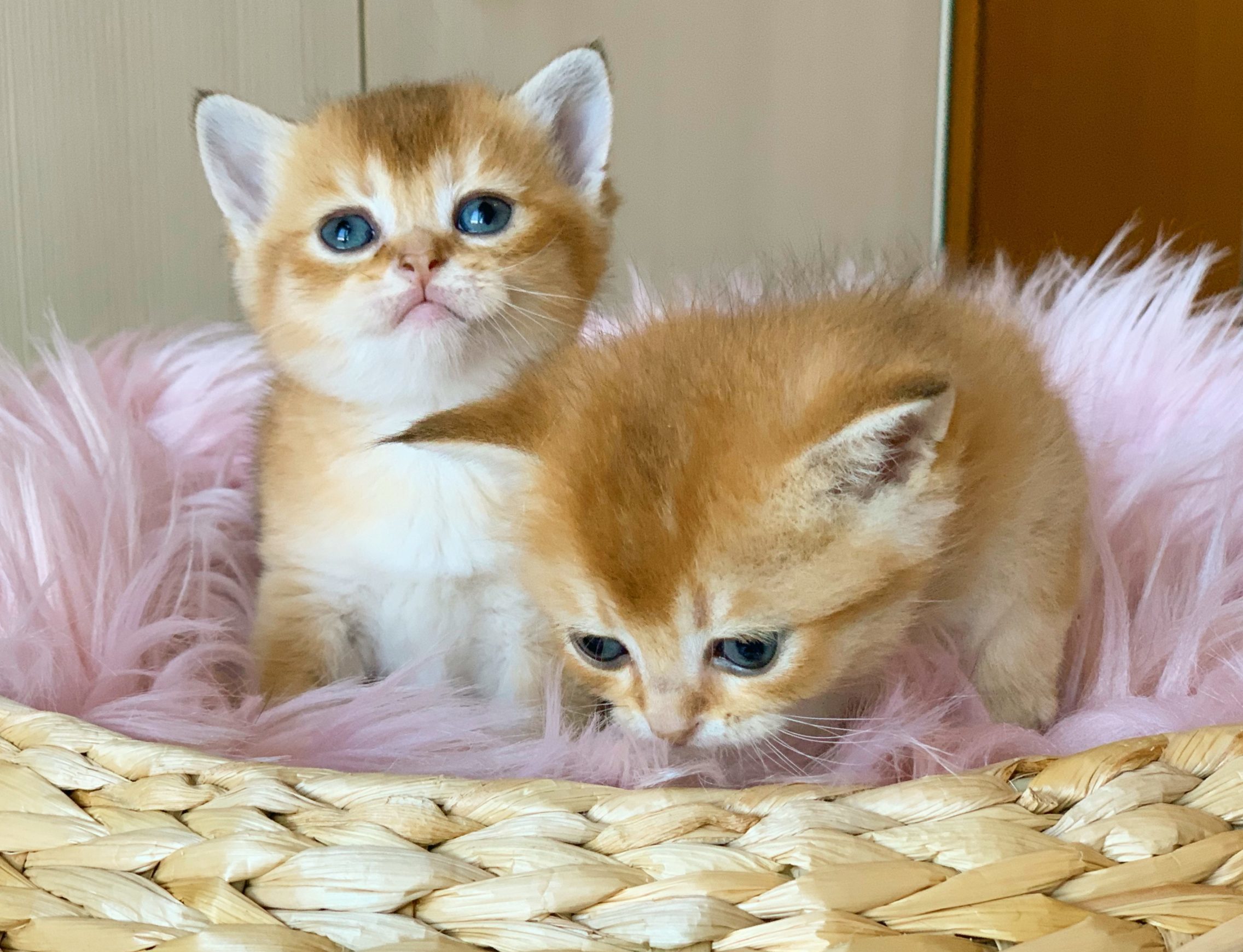 Allevamento Gatti British Shorthair e Scottish Fold Agorà Artemide