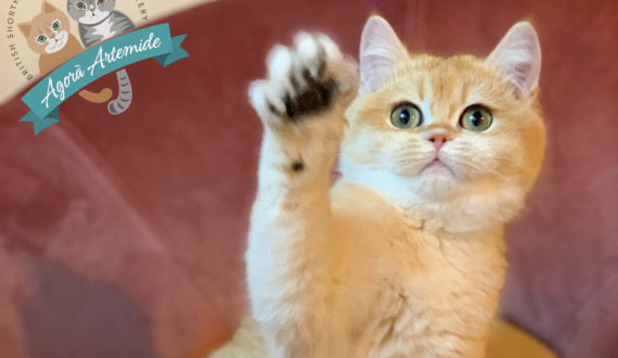 Gatti razza British Shorthair e razza Scottish Fold - Allevamento Agorà Artemide