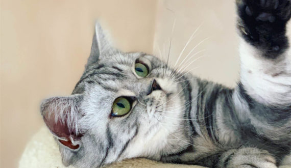 Allevamento Gatti British Shorthair e Scottish Fold Agorà Artemide