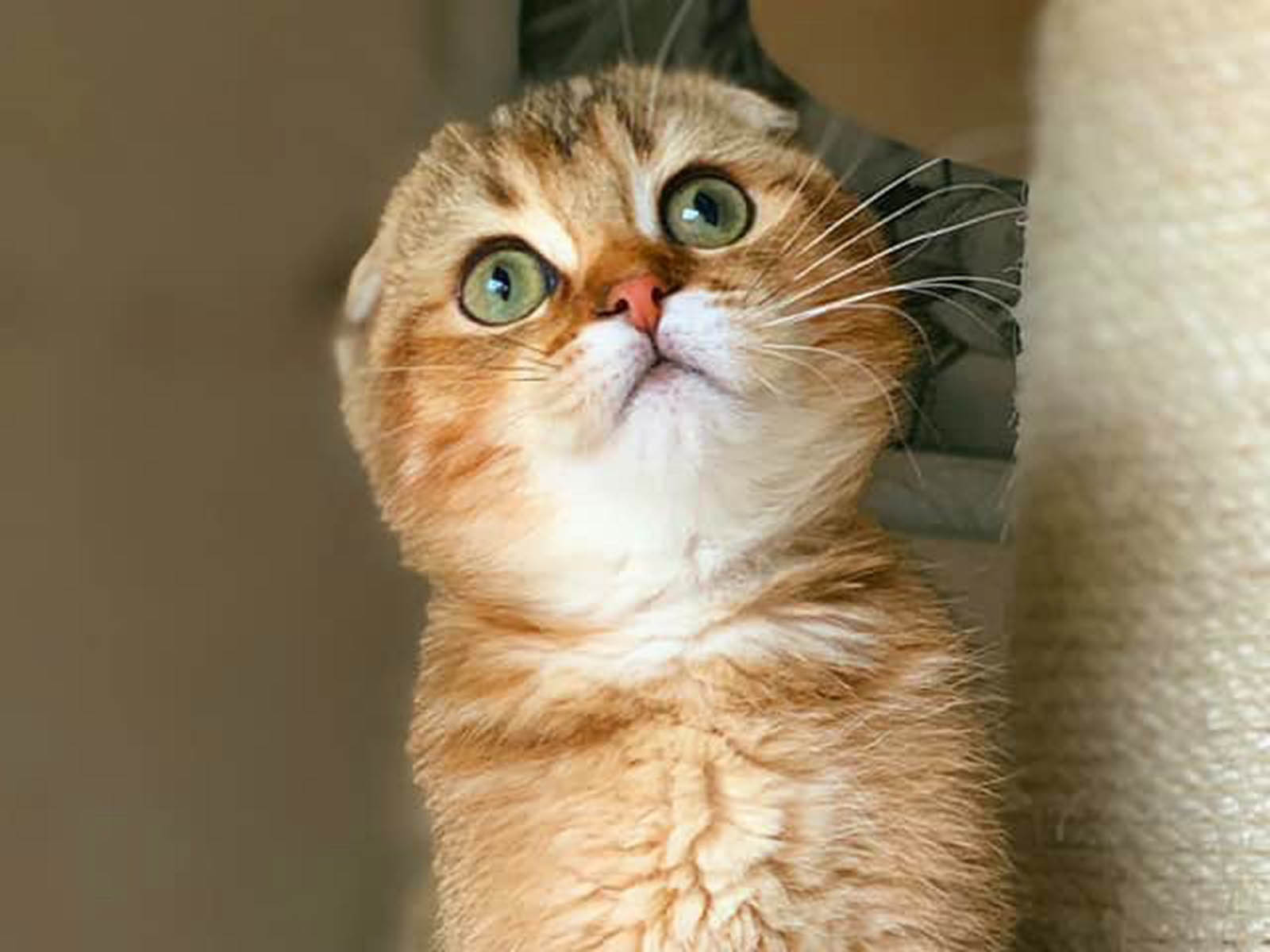 Allevamento Gatti British Shorthair e Scottish Fold Agorà Artemide