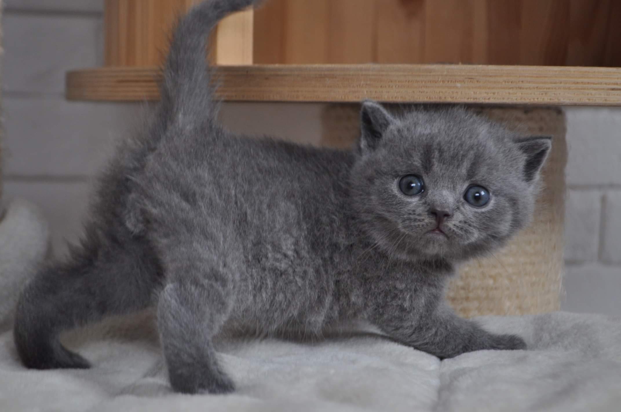 british shorthair one million reasons pedigree agorà artemide