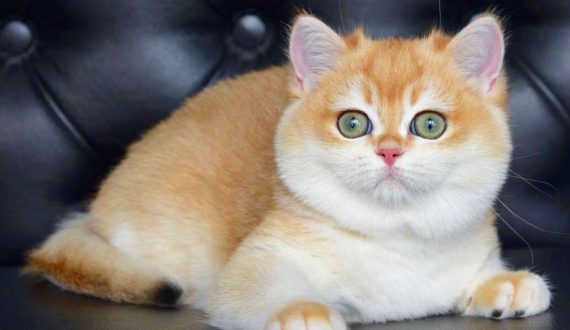 Piometra Gatti British Scottish Fold cuccioli allevamento Pedigree ENFI ANFI veterinario piometra isterectomia cuccioli golden black cuccioli allevamento di razza gattini british scottissh fold straight longhair shorthair