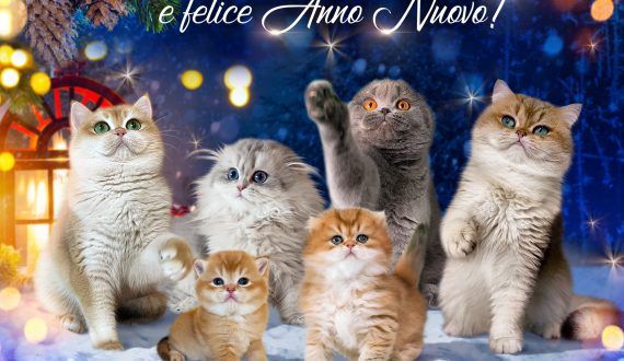 cuccioli di razza gattini Scottish allevamento British cuccioli gattini ricetti fold straight pedigree Italia Roma Abruzzo puglia Milano Lombardia auguri di natale felice anno nuovo 2022