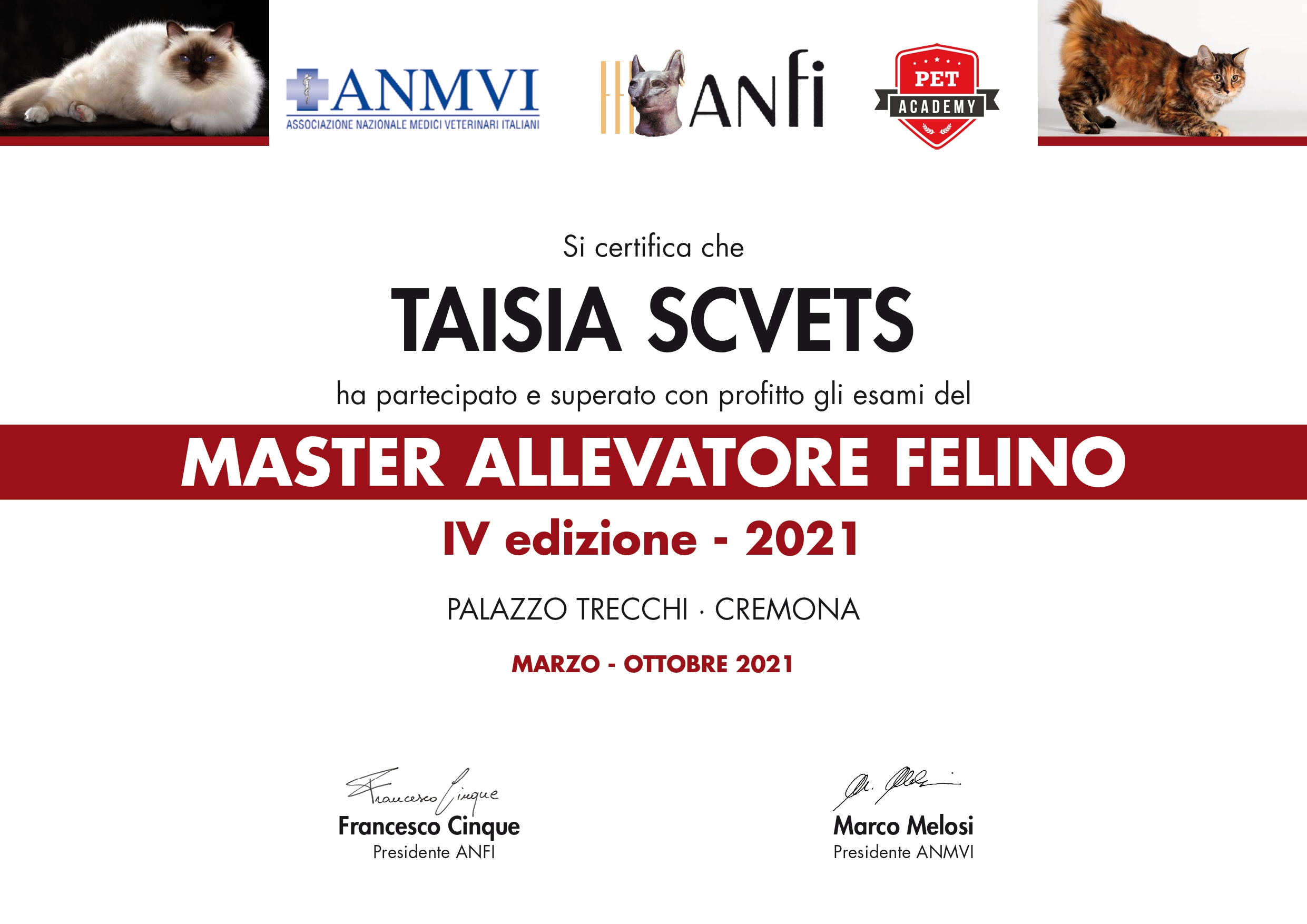 Master allevatore felino amni anni enfi pet Academy allevamento gatti di razza scottish british