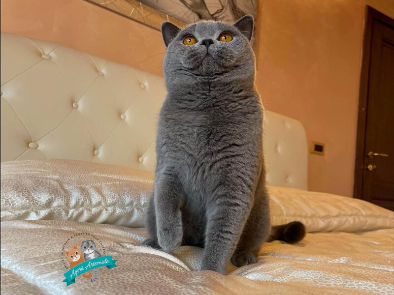 gatto blu seduto su un letto davanti alla testiera imbottita chiara