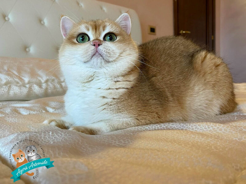 gatto golden accucciato su un letto davanti a una testiera capitonné bianca