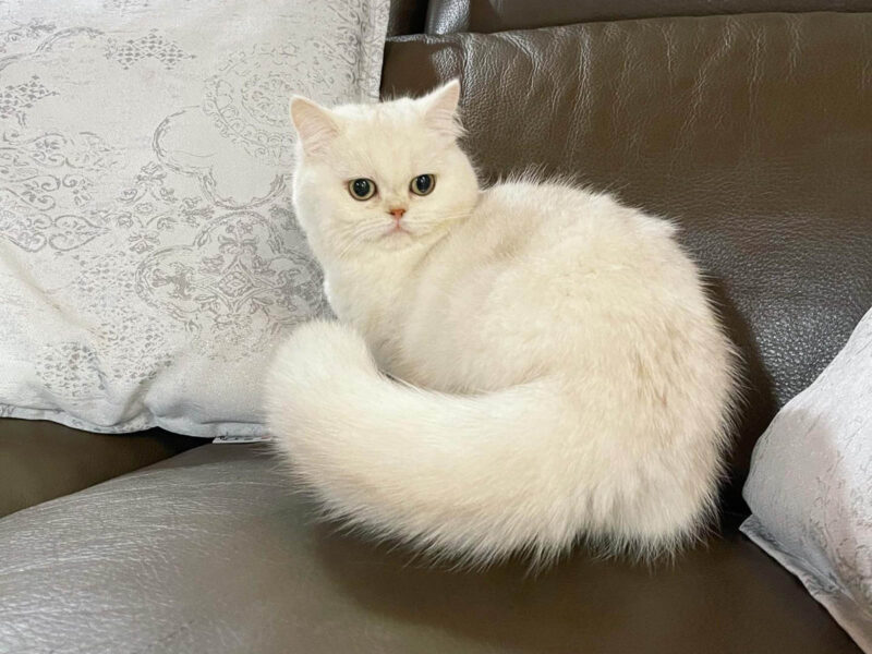 gatto bianco a pelo lungo acciambellato su un divano in pelle scura, con la coda avvolta attorno al corpo