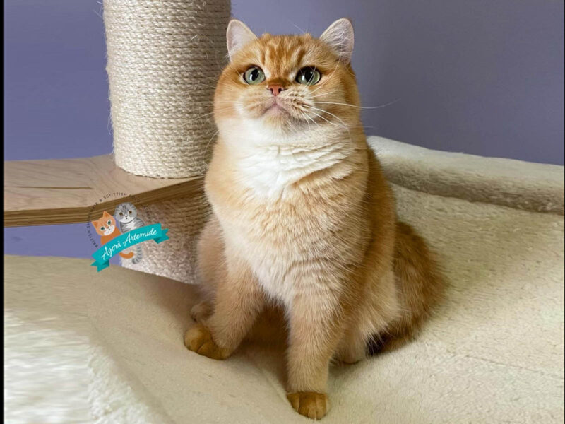 gatto golden dagli occhi verdi seduto sulla cuccia in cima a un tiragraffi di sisal
