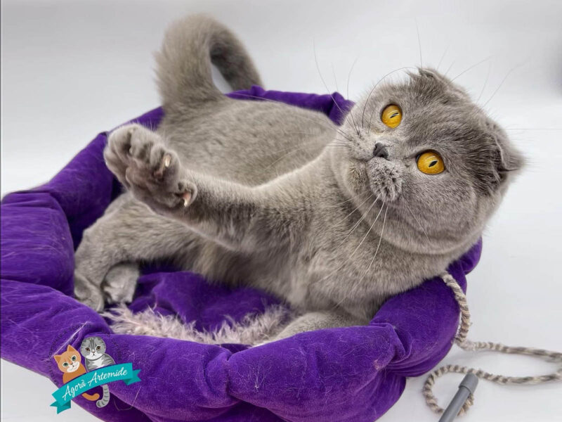 Scottish Fold blu sdraiato sulla schiena in una cuccia viola con una zampa alzata