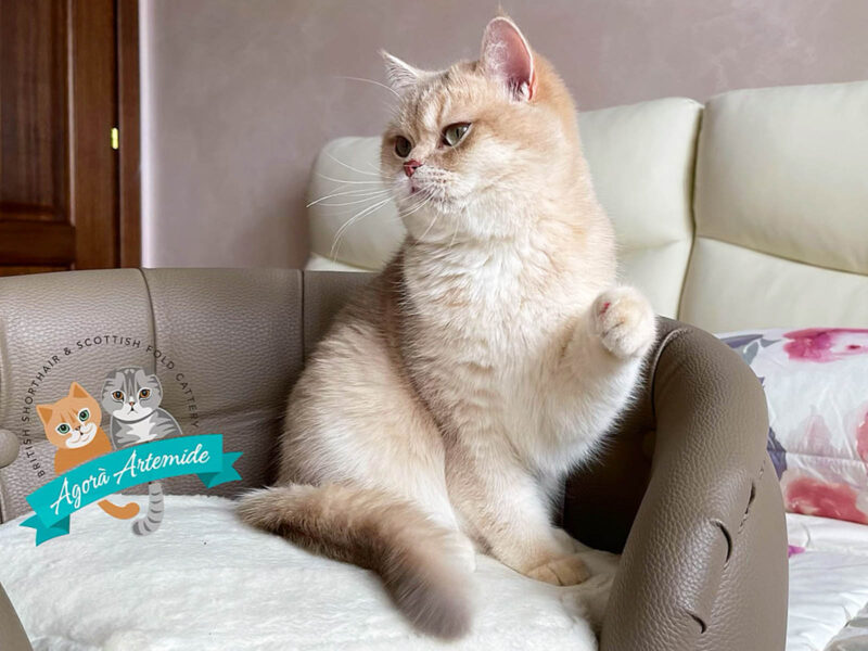 gatto golden seduto su un divano chiaro con una zampa anteriore sollevata