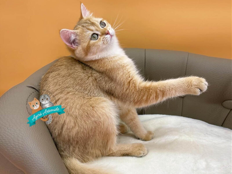 cucciolo golden in piedi su una cuccia morbida davanti a una parete arancione
