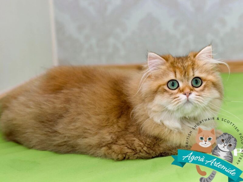 gatto a pelo lungo golden accucciato su un telo verde davanti a una parete damascata