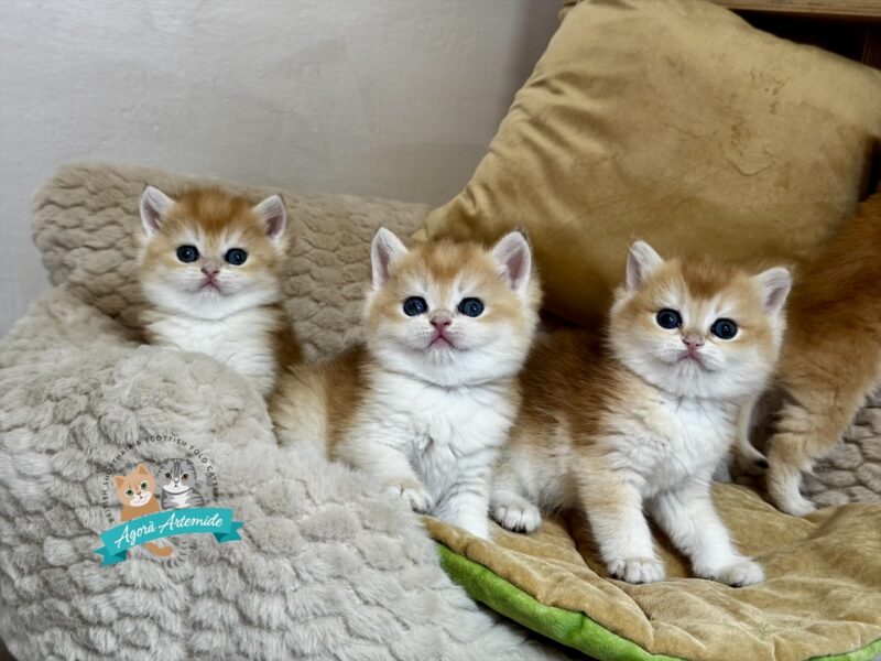 tre cuccioli golden e bianchi seduti su una coperta beige accanto a un cuscino verde