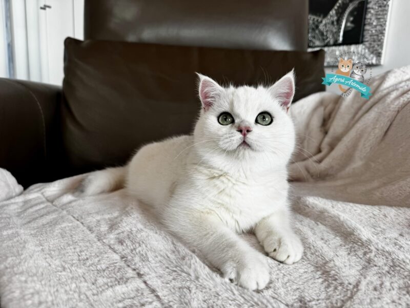 cucciolo bianco con occhi verdi accucciato su una coperta chiara davanti a un divano marrone