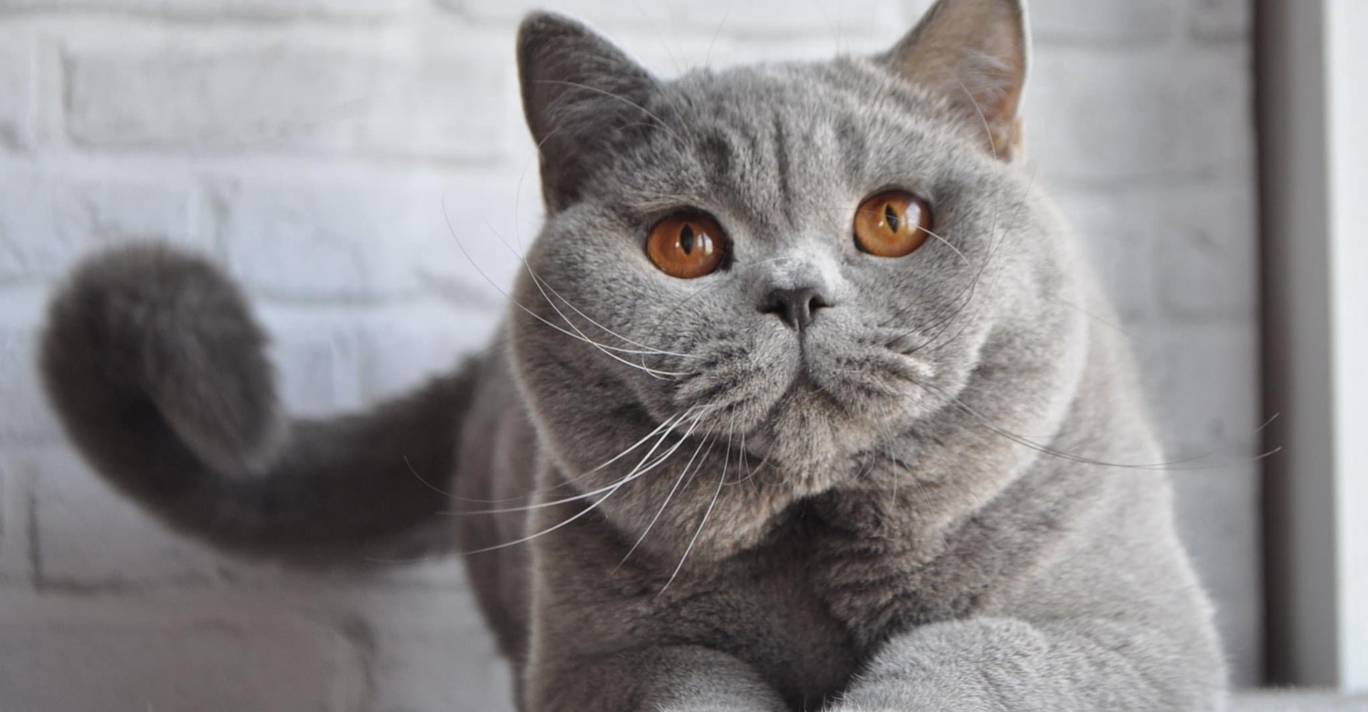 British Shorthair blu dell'allevamento Agorà Artemide