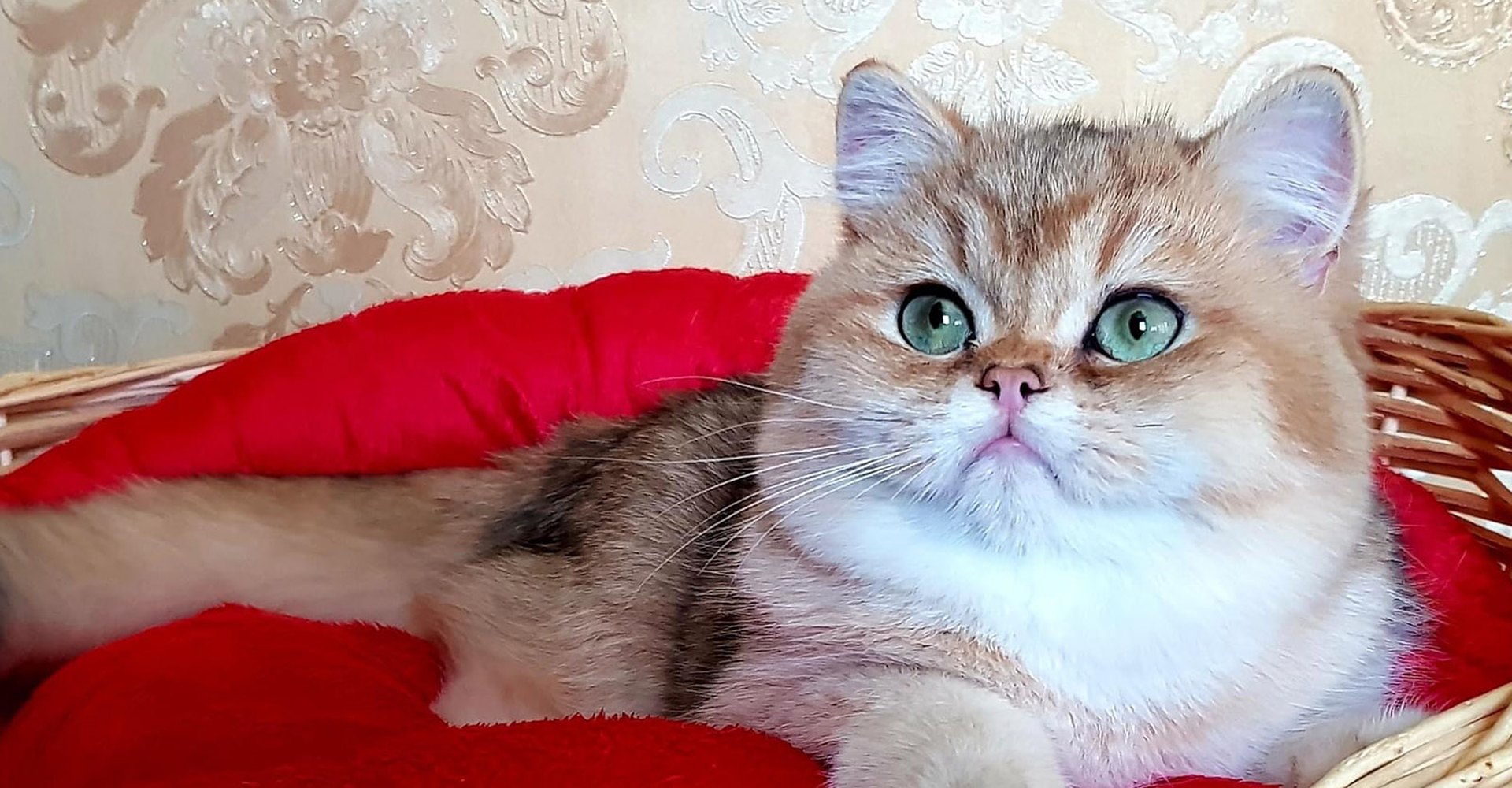 Cucciolo British Shorthair golden con gli occhi verdi